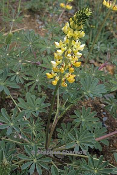 lupinus microcarpus 2 graphic